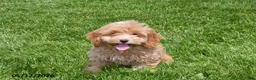 Cockapoo dogs for sale: Nellie - Ad 2