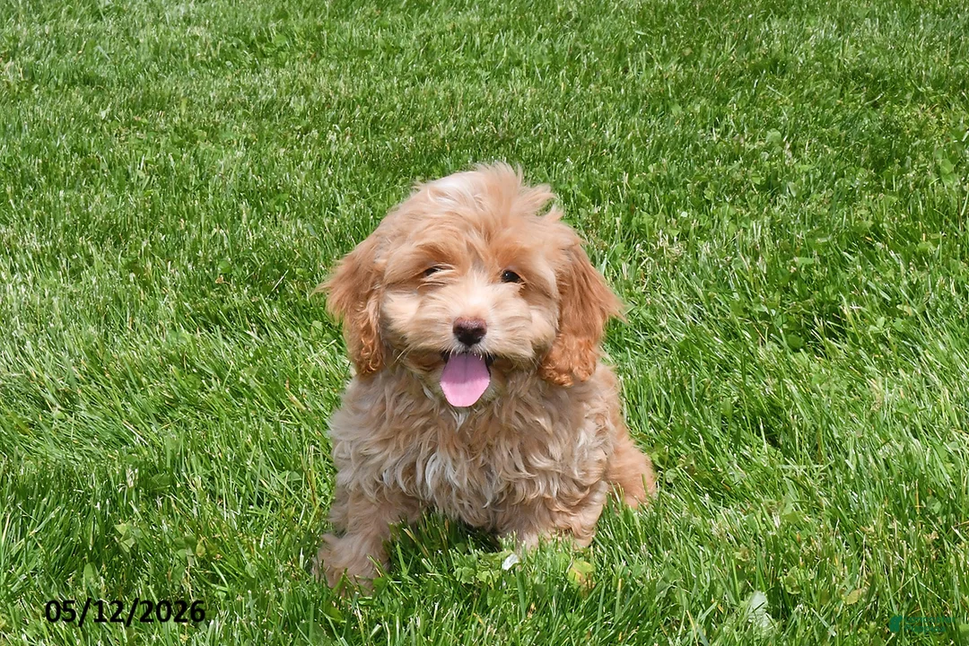 Cockapoo dogs for sale: Nellie - Ad 2