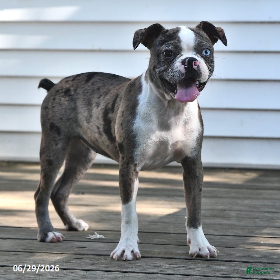 Boston Terrier dogs Brooklyn - Ad 1
