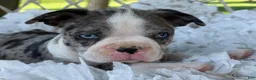 Boston Terrier dogs for sale: Mister - Ad 3