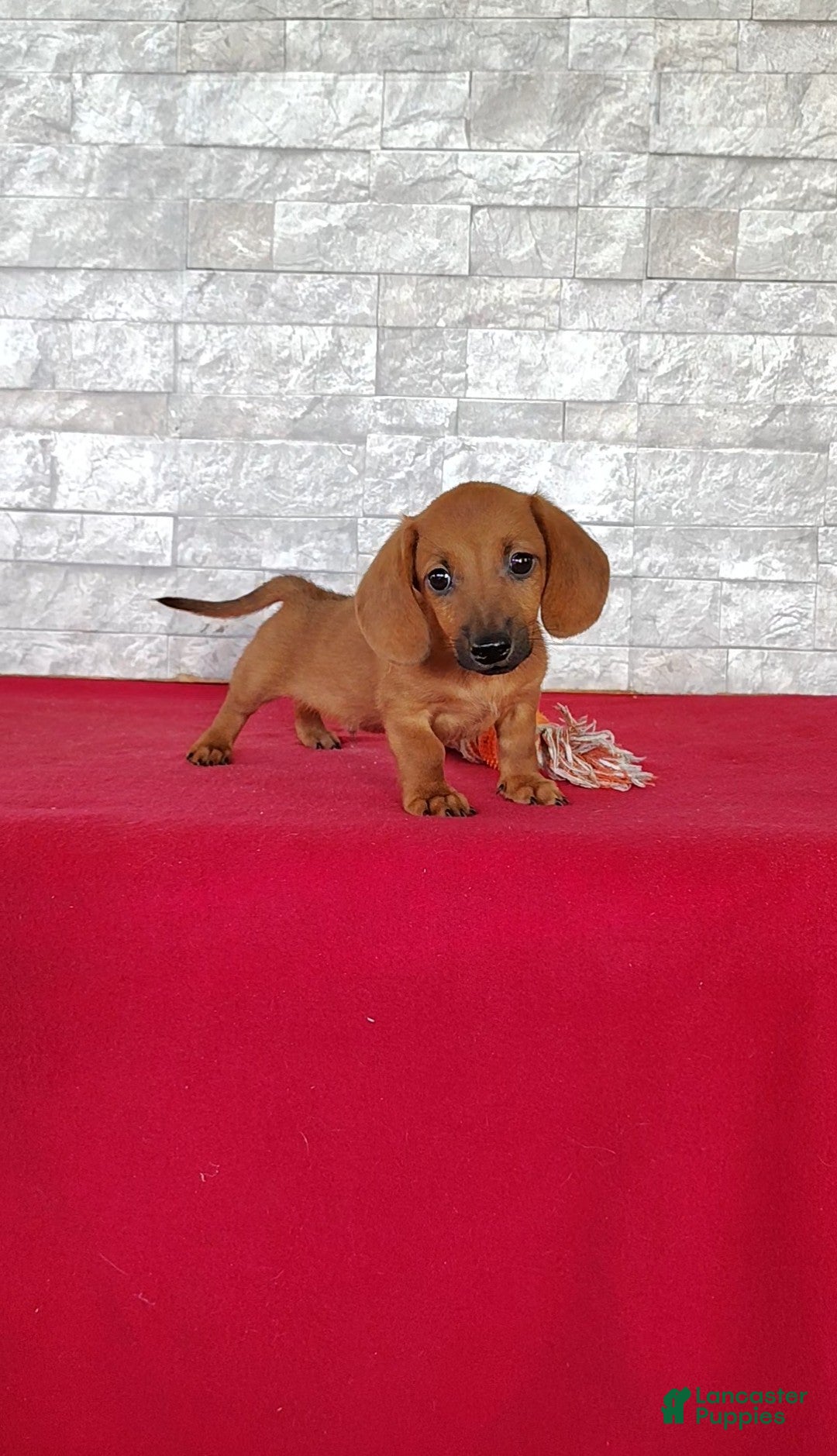 Miniature Dachshund dogs Stanley - Ad 2