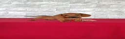 Miniature Dachshund dogs for sale: Stanley - Ad 2