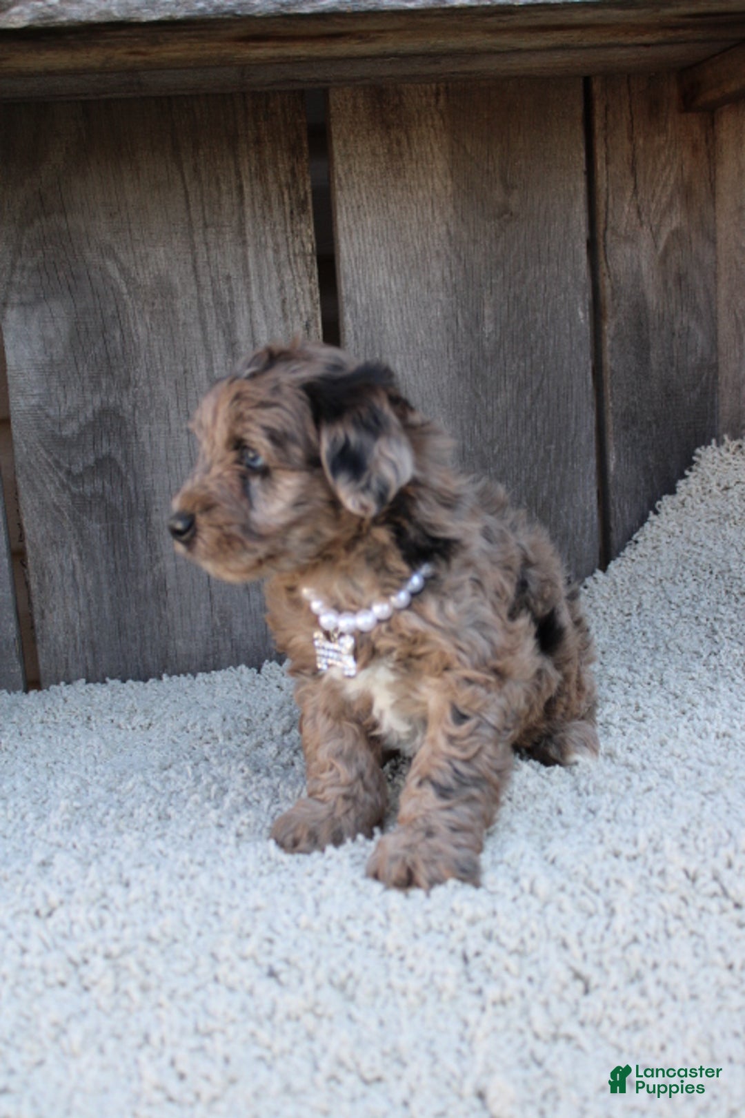 Yorkiepoo dogs for sale: FELIX - Ad 9