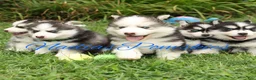 Pomsky dogs for sale: Pomsky GIRL with double blue eyes - Ad 4