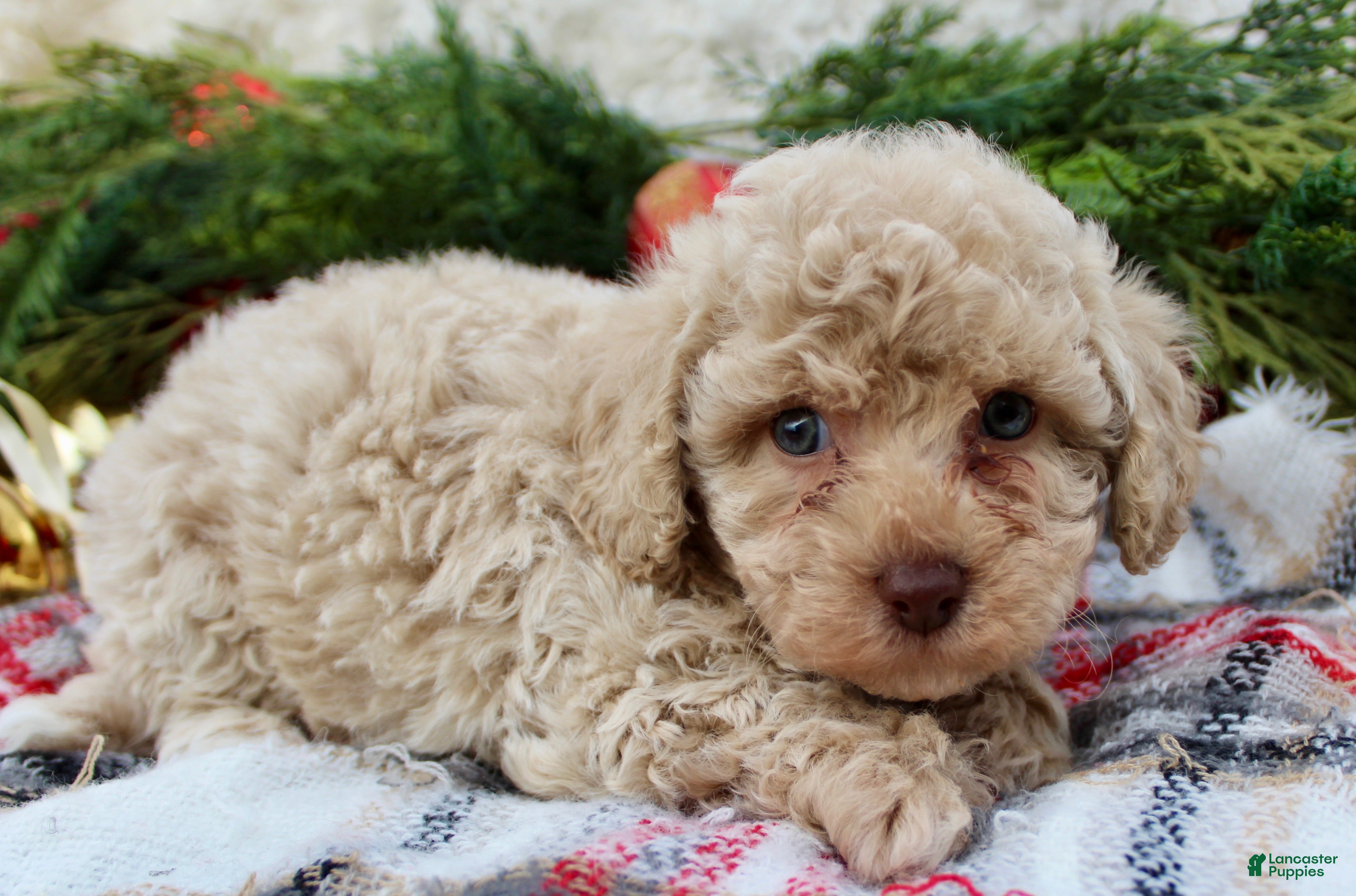 Bichpoo dogs Bichpoo Puppy 5 - Ad 8