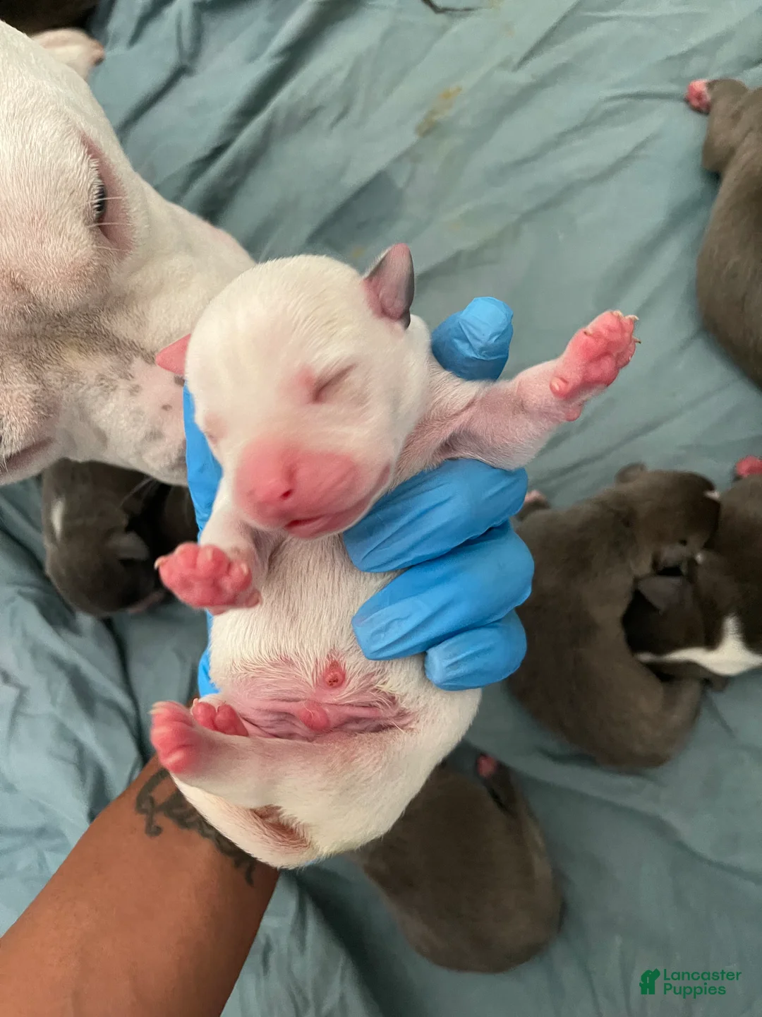 American Bully dogs for sale: American Bully Puppy 2 - Ad 1