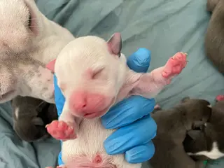 American Bully dogs American Bully Puppy 2 - Ad 27