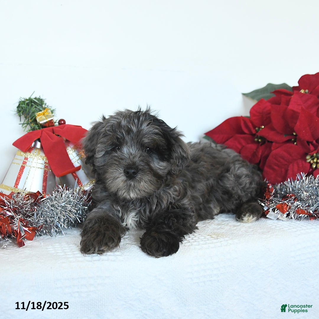 Yorkiepoo dogs for sale: Lemmy - Ad 5