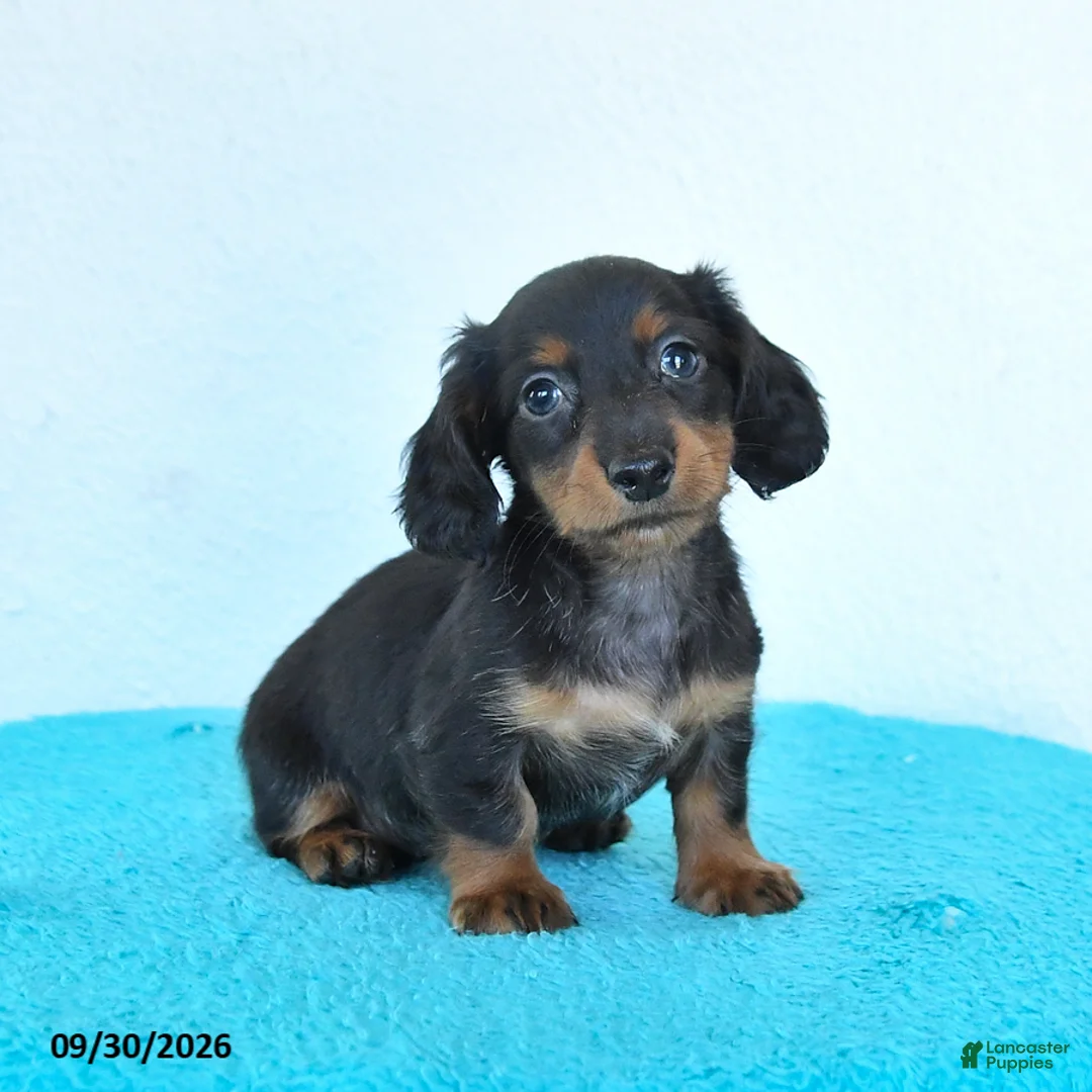 Miniature Dachshund dogs for sale: Candy - Ad 2