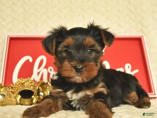 Yorkiepoo dogs Daryl - Ad 11