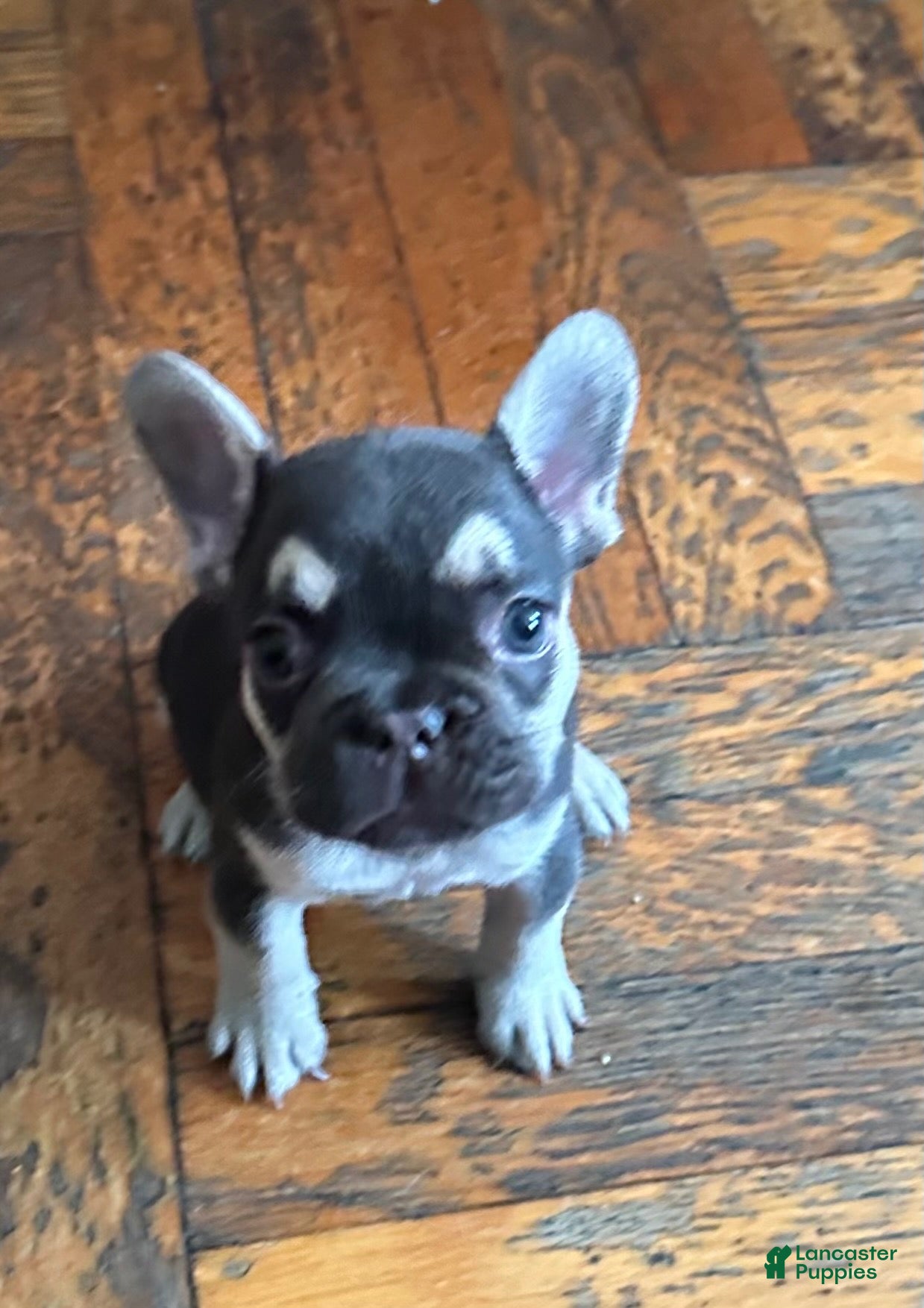 French Bulldog dogs for sale: Charlie brown  - Ad 16