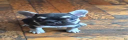 French Bulldog dogs for sale: Charlie brown  - Ad 1