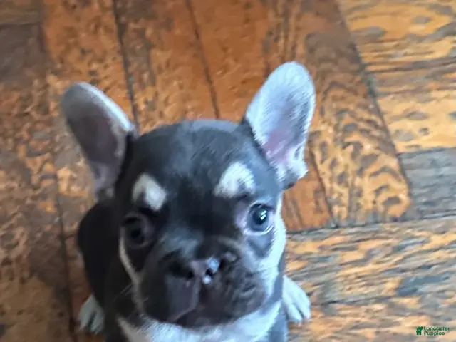 French Bulldog dogs for sale: Charlie brown - Ad 16