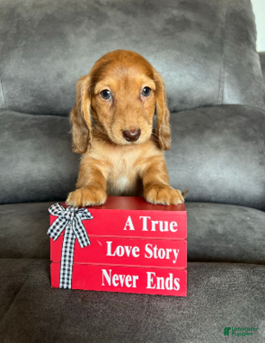 Dachshund dogs for sale: Duke - Ad 1