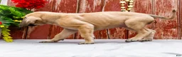 English Mastiff dogs for sale: Missy - Ad 8