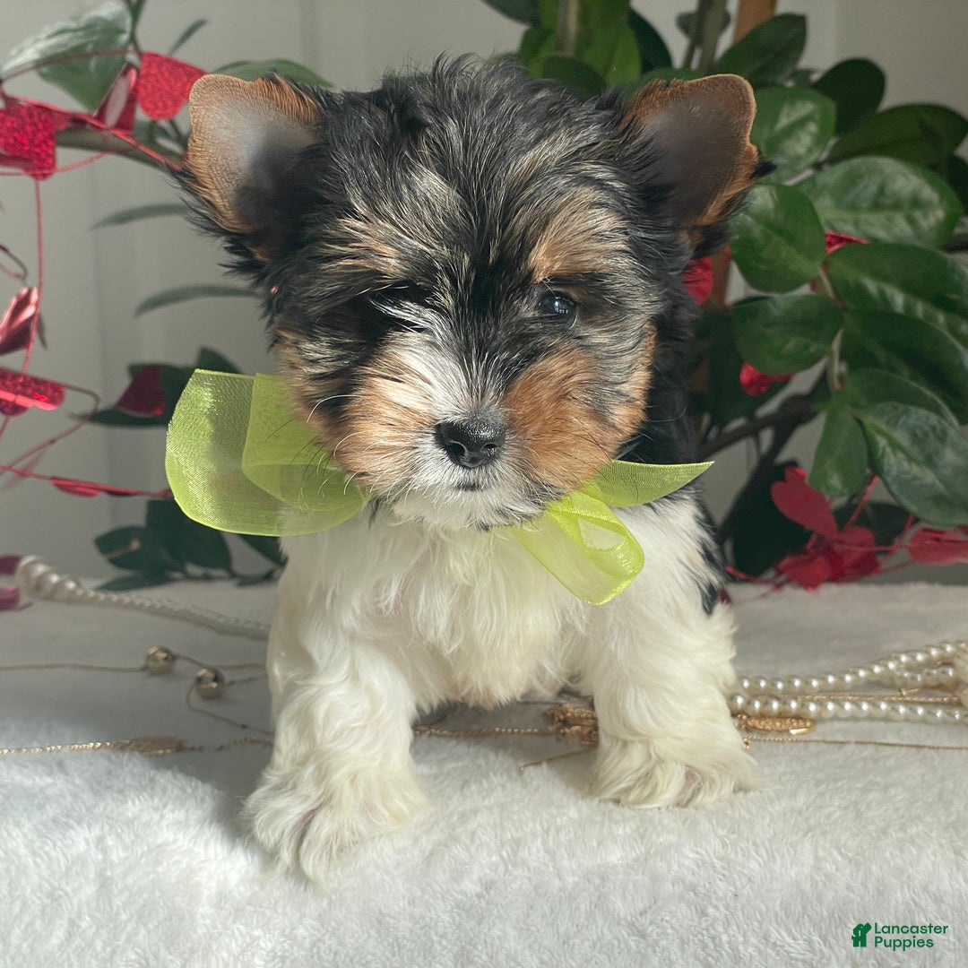 Biewer Terrier dogs for sale: Tony - Ad 9