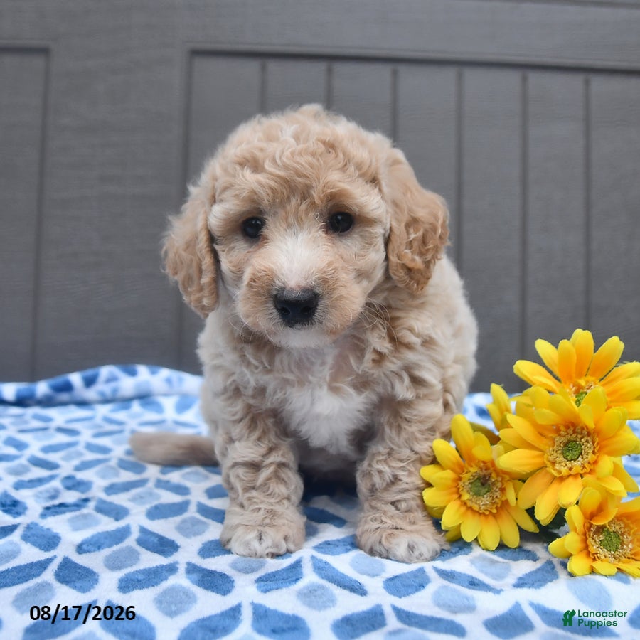 Bichpoo dogs Justice - Ad 2