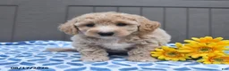 Bichpoo dogs for sale: Justice - Ad 2