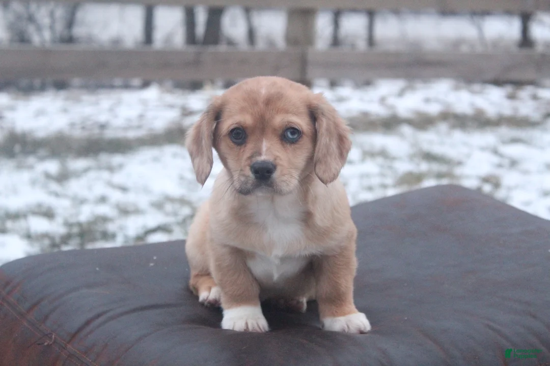 Mixed Breed dogs for sale: Adelise - Ad 1