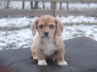 Mixed Breed dogs Adelise - Ad 11