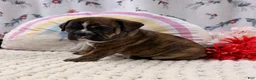 English Bulldog dogs for sale: Lincoln  - Ad 3
