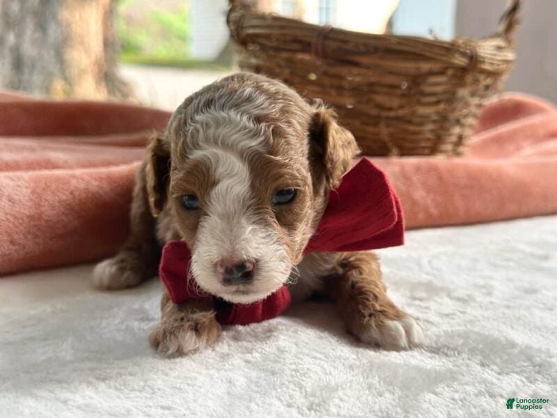 Mini Goldendoodle dogs Raichel - Ad 1
