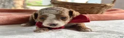 Mini Goldendoodle dogs for sale: Raichel - Ad 1