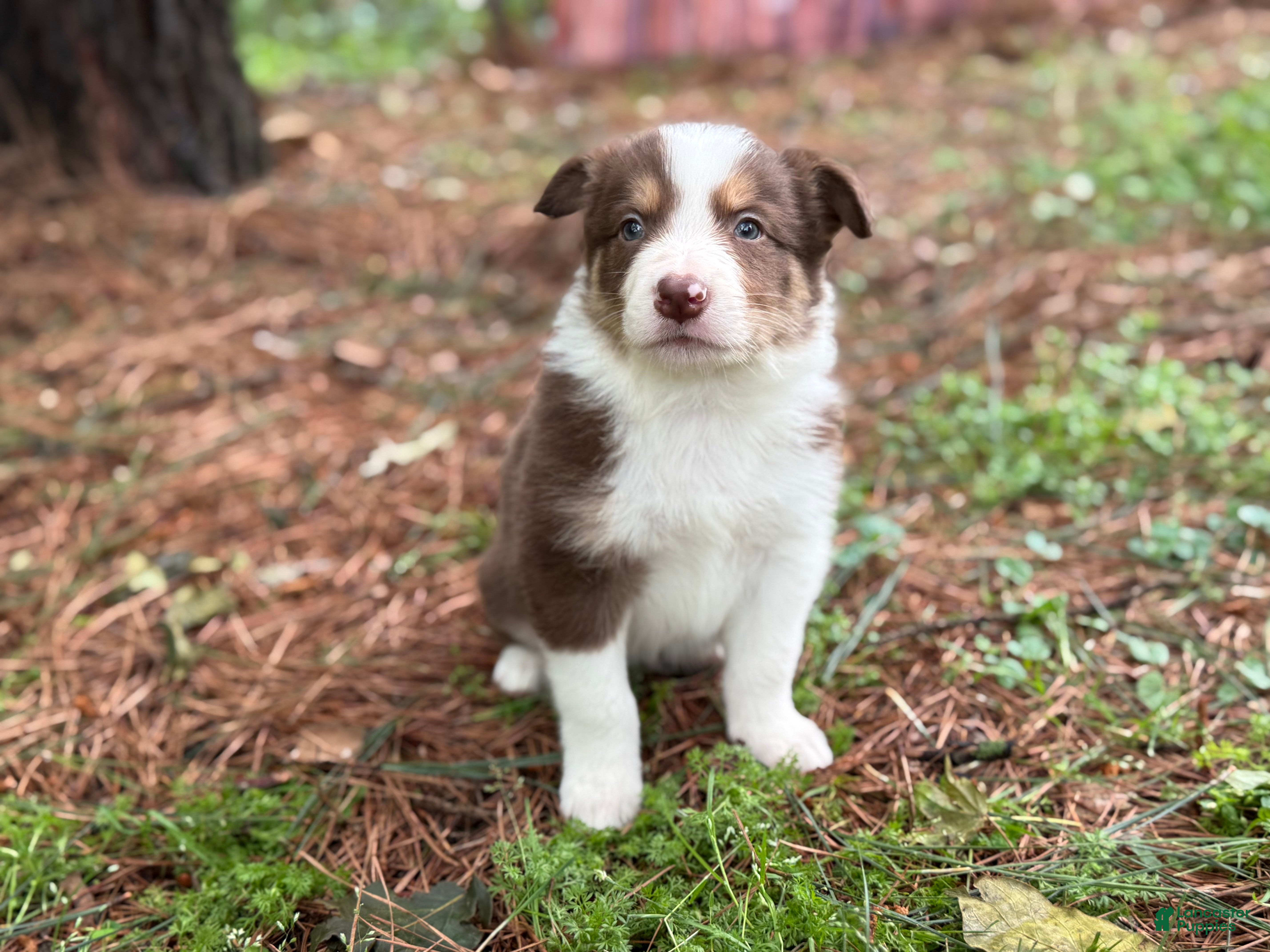 Border Collie dogs Red tri male - Ad 2