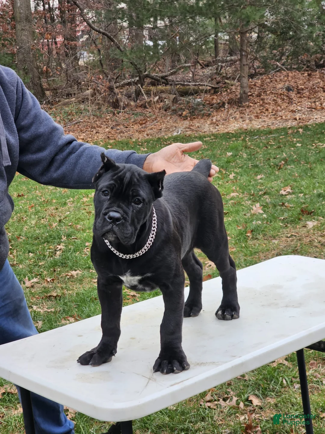 Cane Corso dogs for sale: QUEENIE - Ad 20