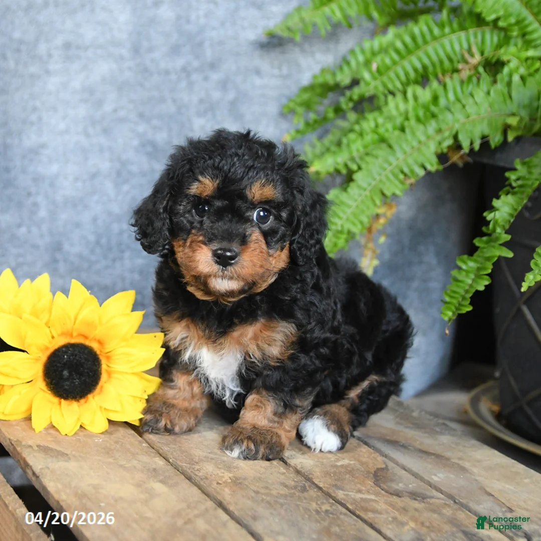 Cavachon dogs for sale: Ko Ko - Ad 5