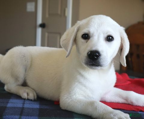 Labrador Retriever dogs Captain - Champion lines - Ad 1