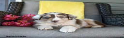 Australian Shepherd dogs for sale: Rowan - Ad 4
