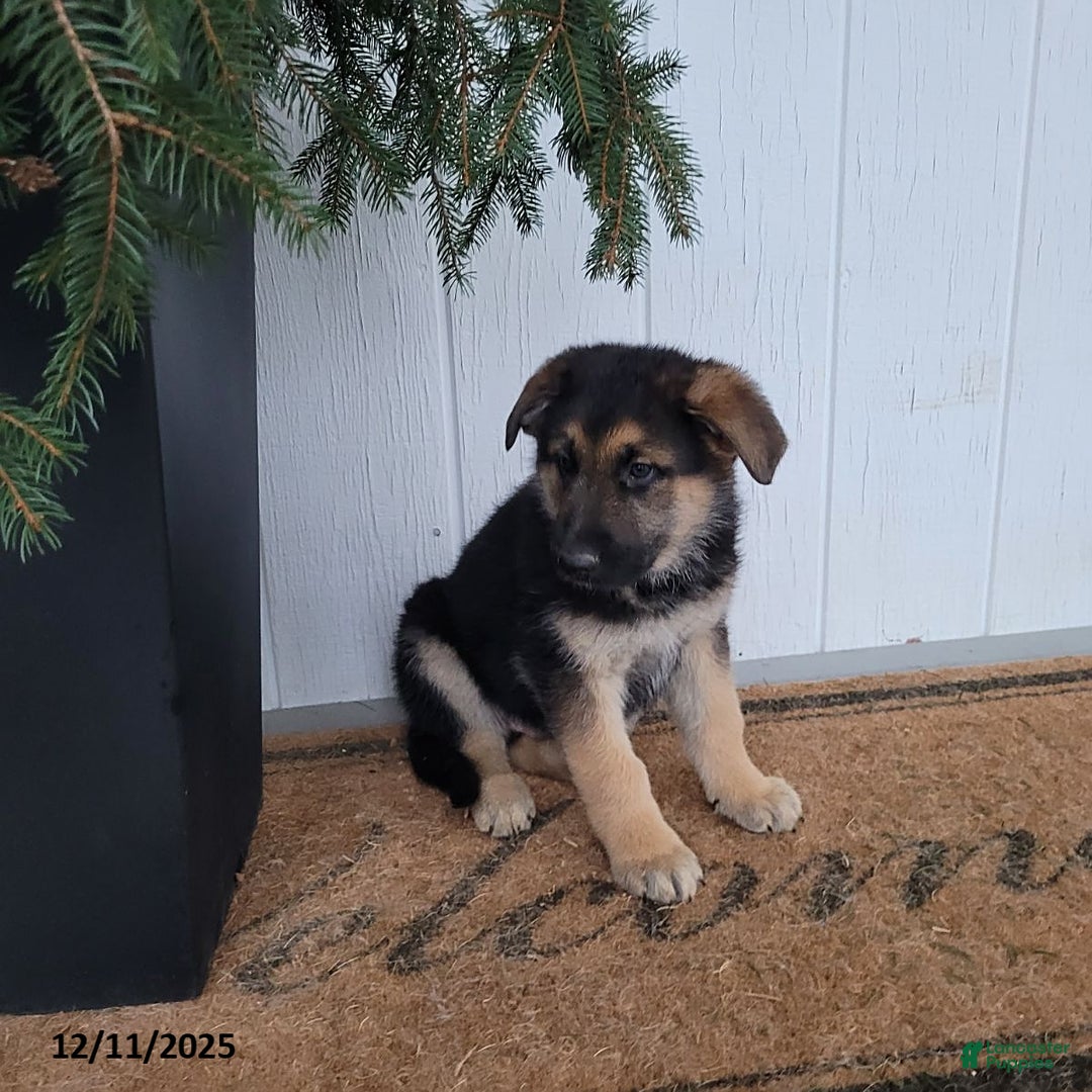 German Shepherd dogs for sale: Jack  - Ad 3