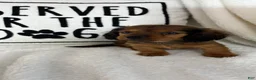 Dachshund dogs for sale: Dustin - Ad 4