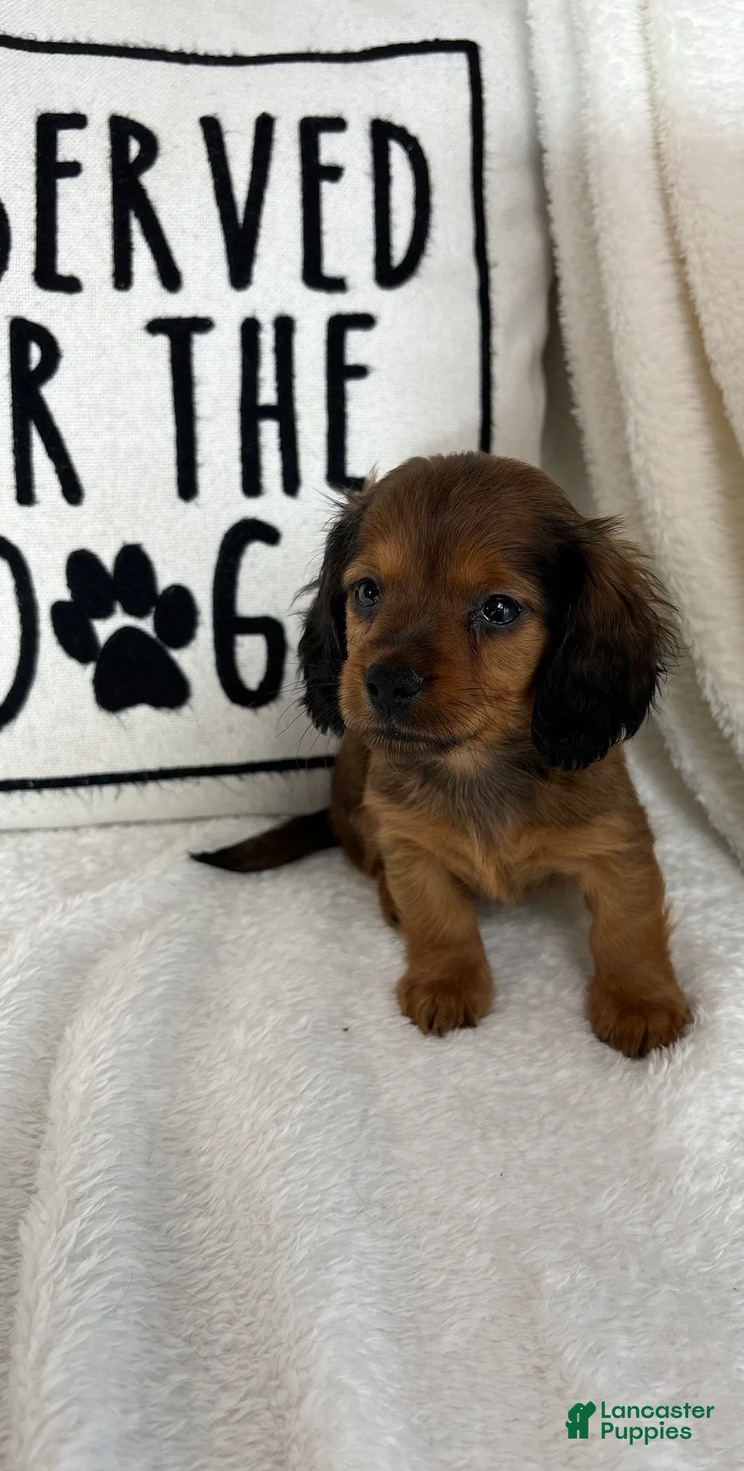 Dachshund dogs for sale: Dustin - Ad 4
