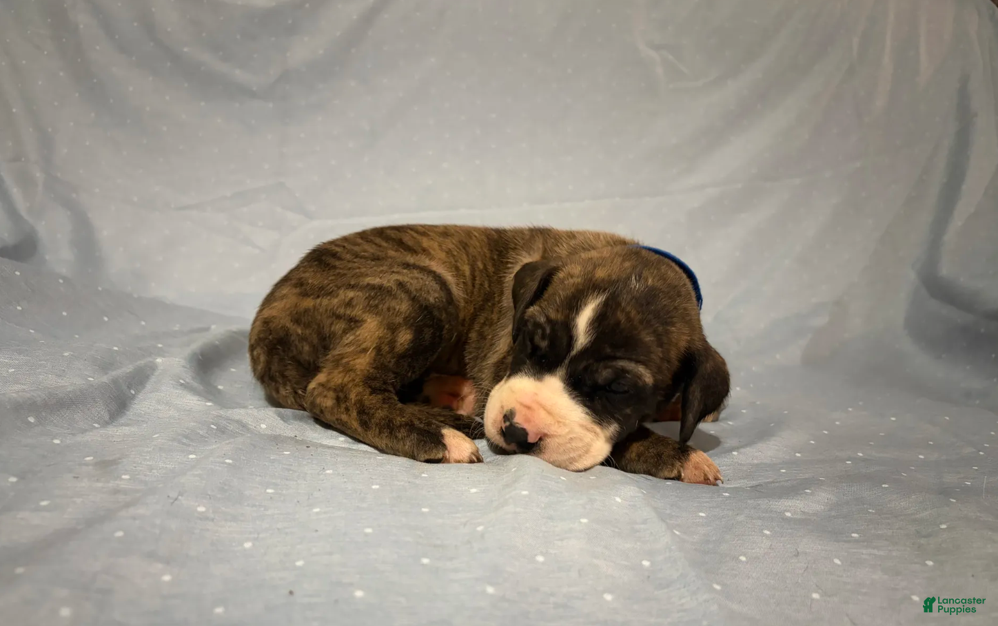 Great Dane dogs Draco - Ad 2