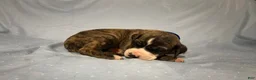 Great Dane dogs for sale: Draco - Ad 2