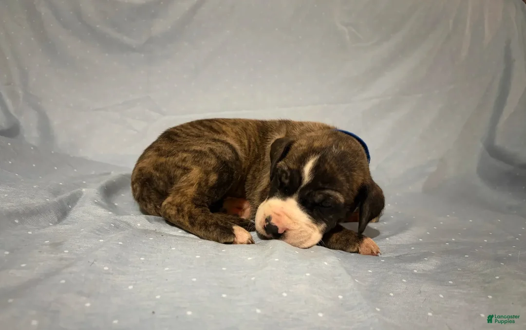 Great Dane dogs for sale: Draco - Ad 2