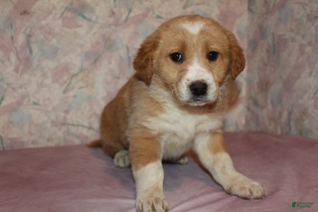 Goldador dogs for sale: Honey - Ad 6