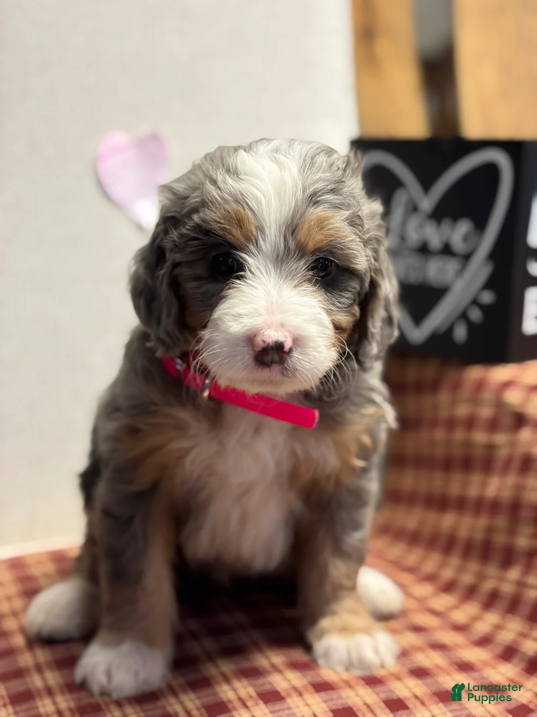 Mini Bernedoodle dogs for sale: Chloe Mini Bernedoodle Puppy 2 - Ad 6