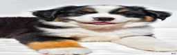 Miniature Australian Shepherd dogs for sale: Zoey - Ad 8