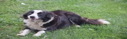 Border Collie dogs for sale: Dove - Ad 4