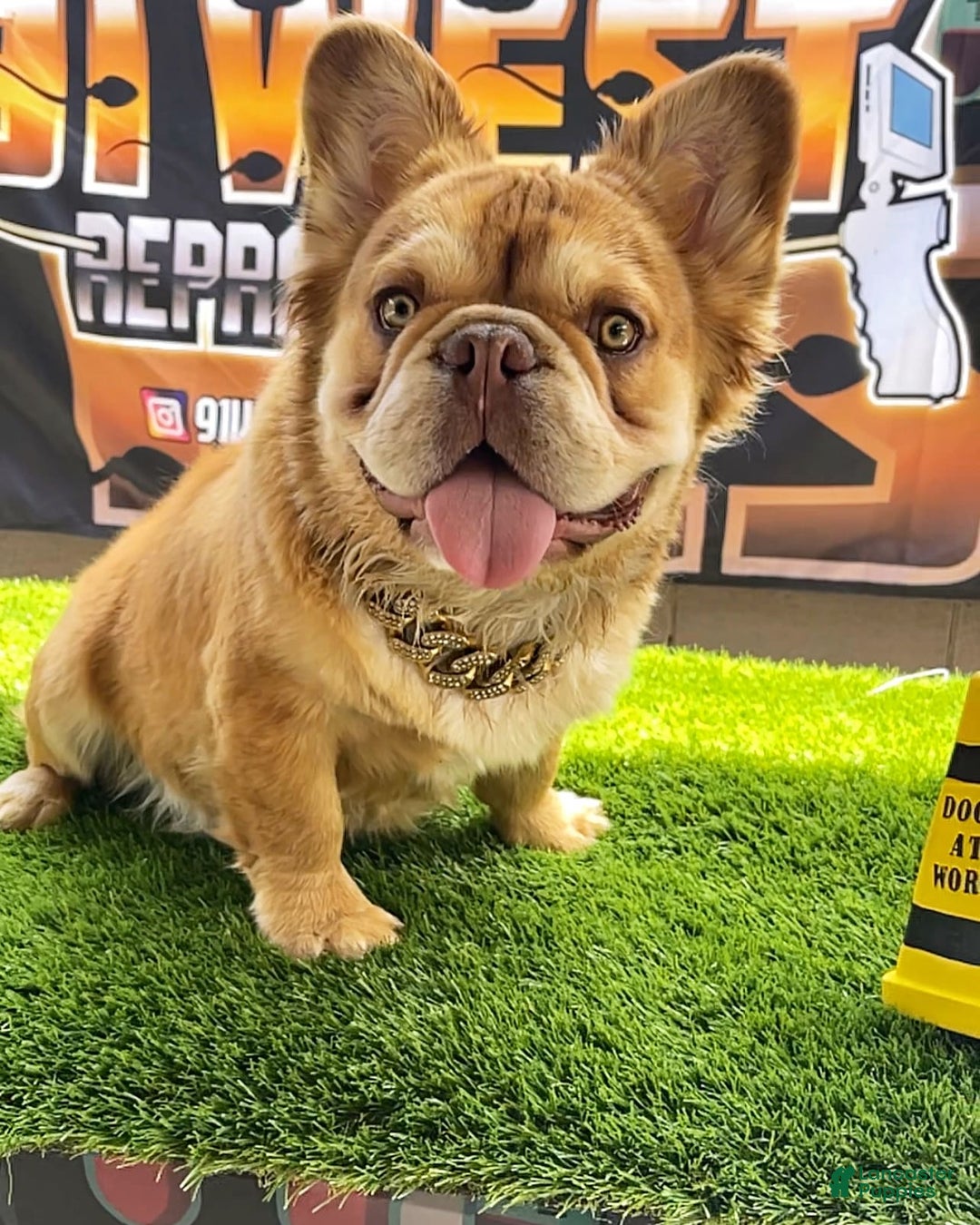 Gallery Image {{count}}