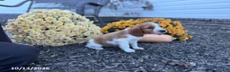 Welsh Springer Spaniel dogs for sale: Lady - Ad 6
