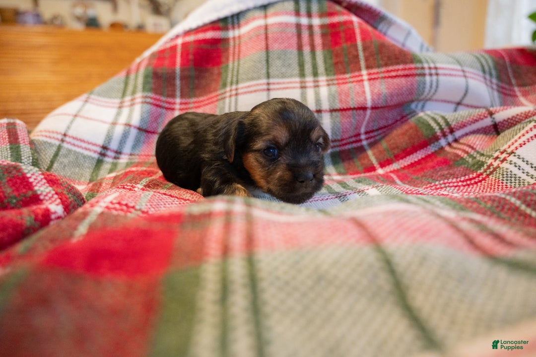 Mixed Breed dogs for sale: Freya - Ad 2