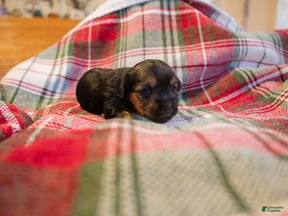 Mixed Breed dogs Freya - Ad 9