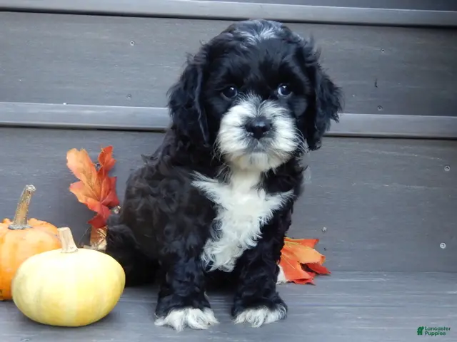 Cockapoo dogs Dakota - Ad 2