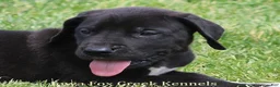 Great Dane dogs for sale: Max - Ad 6
