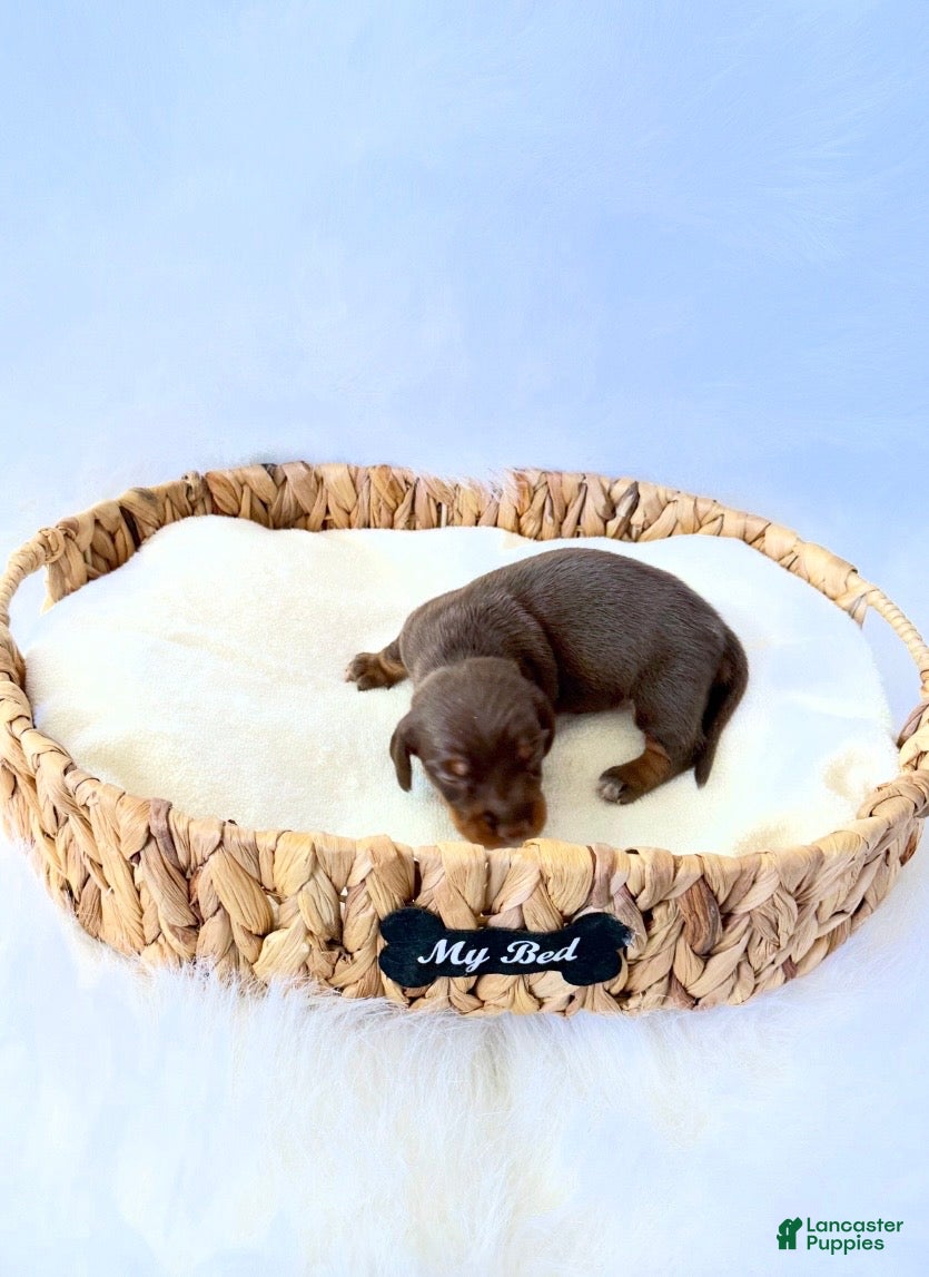 Miniature Dachshund dogs for sale: AKC Slinky - Ad 3