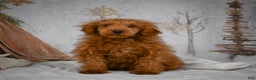 Mini Goldendoodle dogs for sale: Royce - Ad 6